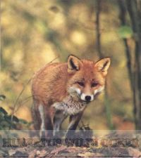 Fuchsbelllaut-Hubertus Art.Nr. HU-2012385