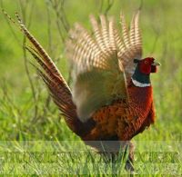 Fasanenlocker-Hubertus Art.Nr.HU-2012454