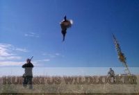 Fasanenlocker-Hubertus Art.Nr.HU-2012454