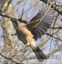 Eichelh�herbalzruflocker - Hubertus Art.Nr.HU-2012453