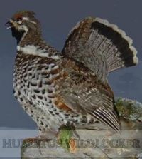 Haselhahnlocker - Hubertus Art.Nr.HU-2012462