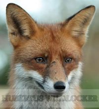 Mauspfeifchen & Vogelzwitsche Turbo Hubertus Art.Nr.HU-2012375