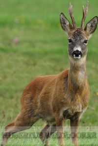 Rehwildlockeretui aus hochwertigem Wollfilz Art.Nr.201305