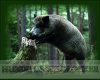 Salzpaste mit Apfelaroma / Wildlockmittel im 2,5 kg Eimer / TOP - EFFEKT AN DER SALZLECKE UND KIRRUNG Art. Nr.HU- 94004