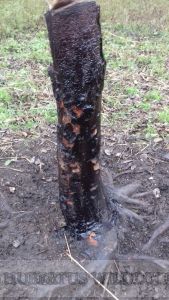 Buchenholzteer Hubertus Premium Plus mit Pheromon 1kg in sauberer Spritzflasche / TOP - EFFEKT AM MALBAUM UND AN DER KIRRUNG. HU- 93039