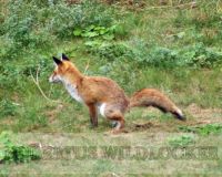 Hasenklage mit Mauspfeifchen-Hubertus Art.Nr. HU-2012381