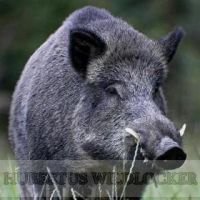 Schwarzwildlocker - Hubertus o. CD Art.Nr. HU-2012281