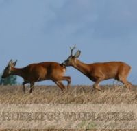 Buttolo Rehwild - Mundblatter Art.Nr.BU-2012295