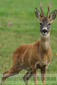 Reh-Fiep Locker Hubertus Gross PVC Art.Nr. HU-2012307